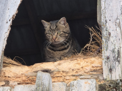Svītrains kaķis ar zaļām acīm sēž tumšā, atvērtā vecas koka ēkas spraugā, ko ieskauj sausi salmi un koksnes atlūzas.