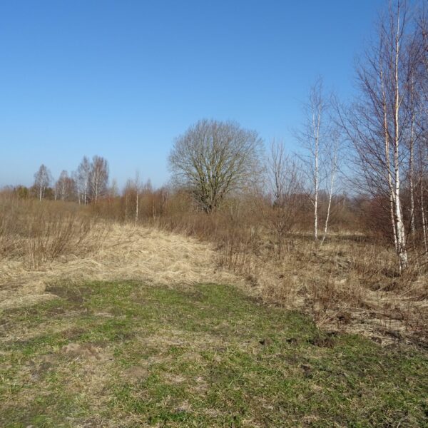 Apiņu iela 11. Pavasara ainava ar skaidrām zilām debesīm, priekšplānā zaļa un sausa brūna zāle, kā arī kaili bērzi un citi koki fonā.